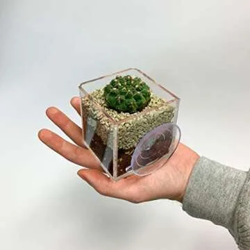 Kurraba Transparent Square Suction Cup Plant Pot