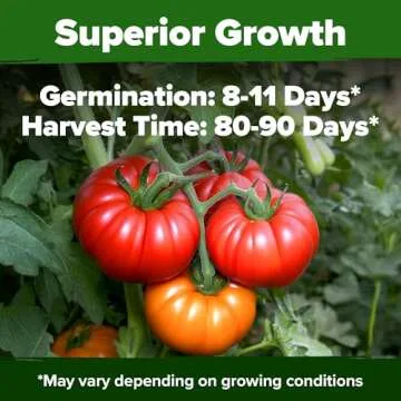 HOME GROWN 300 Beefsteak Tomato Seeds - Non-GMO Heirloom