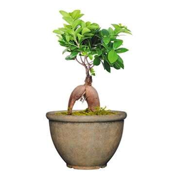 Classic Home Bellina Planter - Lightweight and Stylish