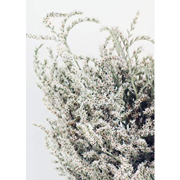 Lasting Preserved German Statice - Home Decor Flower