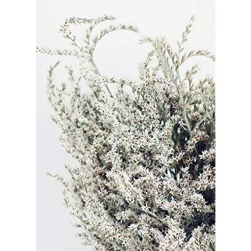 Lasting Preserved German Statice - Home Decor Flower
