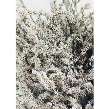 Lasting Preserved German Statice - Home Decor Flower