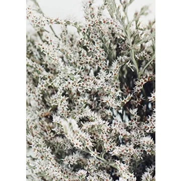 Lasting Preserved German Statice - Home Decor Flower