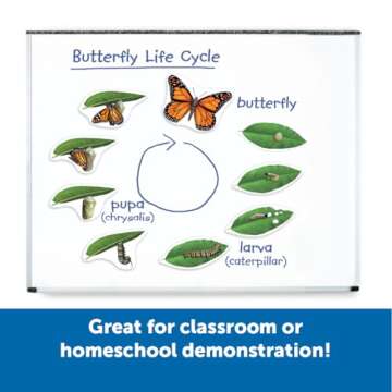 Learning Resources Butterfly Life Cycle, 9 Write and Wipe Pieces, Classroom Accessories, Teaching Aids