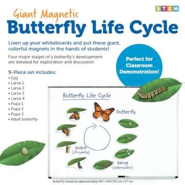 Learning Resources Butterfly Life Cycle, 9 Write and Wipe Pieces, Classroom Accessories, Teaching Aids