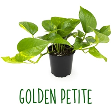 Live Pothos Plants 4PK Beautiful Indoor Houseplants