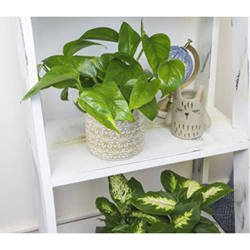 Live Pothos Plants 4PK Beautiful Indoor Houseplants