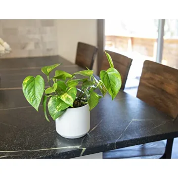 Live Pothos Plants 4PK Beautiful Indoor Houseplants