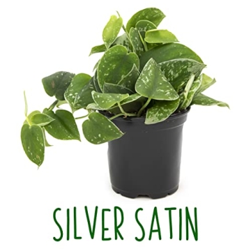 Live Pothos Plants 4PK Beautiful Indoor Houseplants