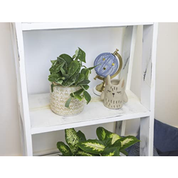 Live Pothos Plants 4PK Beautiful Indoor Houseplants