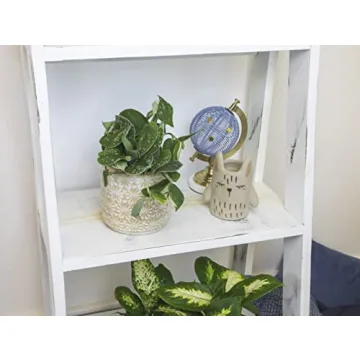 Live Pothos Plants 4PK Beautiful Indoor Houseplants