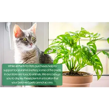 Live Pothos Plants 4PK Beautiful Indoor Houseplants