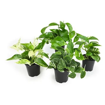 Live Pothos Plants 4PK Beautiful Indoor Houseplants