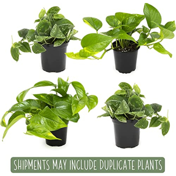 Live Pothos Plants 4PK Beautiful Indoor Houseplants