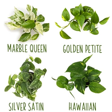 Live Pothos Plants 4PK Beautiful Indoor Houseplants