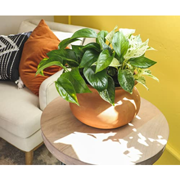 Live Pothos Plants 4PK Beautiful Indoor Houseplants