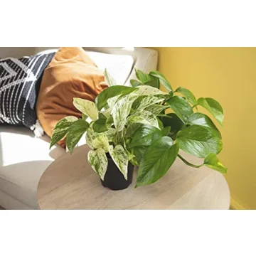 Live Pothos Plants 4PK Beautiful Indoor Houseplants