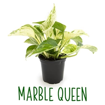 Live Pothos Plants 4PK Beautiful Indoor Houseplants