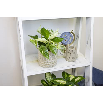 Live Pothos Plants 4PK Beautiful Indoor Houseplants