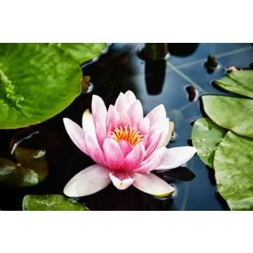 Breoudo 40Pcs Mixed Bowl Lotus Seeds - Non-GMO Water Lily Seeds for All Spaces