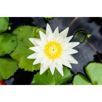 Breoudo 40Pcs Mixed Bowl Lotus Seeds for Easy Growing