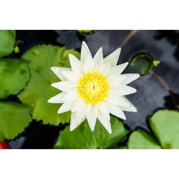 Breoudo 40Pcs Mixed Bowl Lotus Seeds for Easy Growing