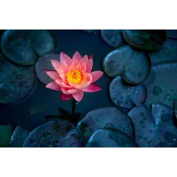 Breoudo 40Pcs Mixed Bowl Lotus Seeds for Easy Growing