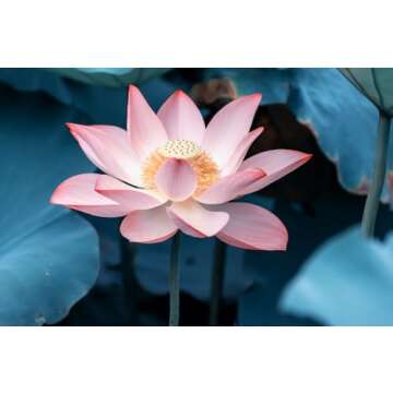 Breoudo 40Pcs Mixed Bowl Lotus Seeds for Easy Growing