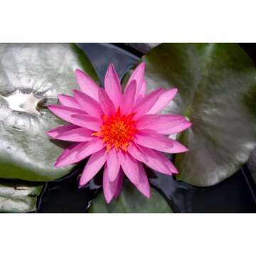 Breoudo 40Pcs Mixed Bowl Lotus Seeds for Easy Growing