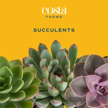 Costa Farms Live Succulent Garden Collection for Home Décor
