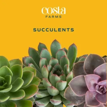 Costa Farms Live Succulent Garden Collection for Home Décor