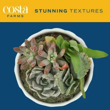 Costa Farms Live Succulent Garden Collection for Home Décor