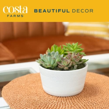 Costa Farms Live Succulent Garden Collection for Home Décor