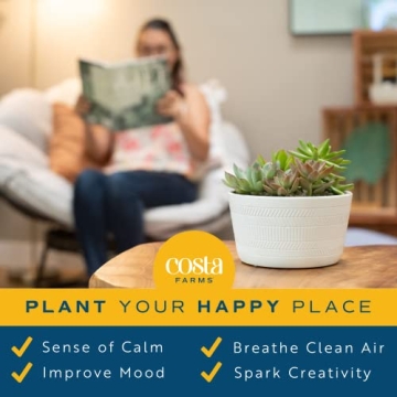 Costa Farms Live Succulent Garden Collection for Home Décor
