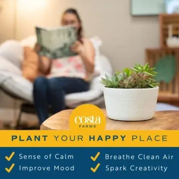 Costa Farms Live Succulent Garden Collection for Home Décor