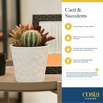 Costa Farms Live Succulent Garden Collection for Home Décor