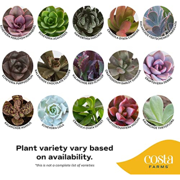 Costa Farms Live Succulent Garden Collection for Home Décor