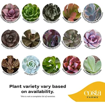 Costa Farms Live Succulent Garden Collection for Home Décor