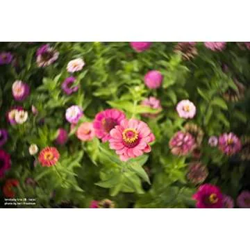 Lensbaby - Trio 28 - for Sony E - Designed Exclusively for mirrorless Cameras - Lightweight and Compact - Ultimate Tool for creatives Photographers