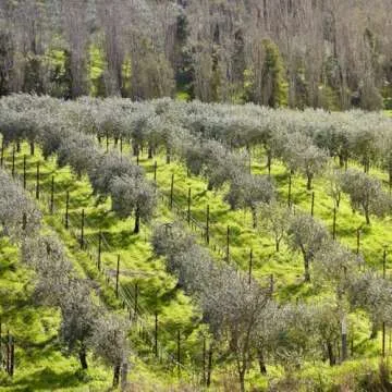 Nourishing McEvoy Ranch Whipped Body Butter | Firming Hydration | 5.8 FL OZ