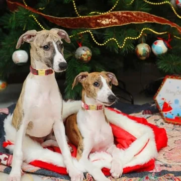 Unique Style Paws Dog Collar Christmas Design for Dogs