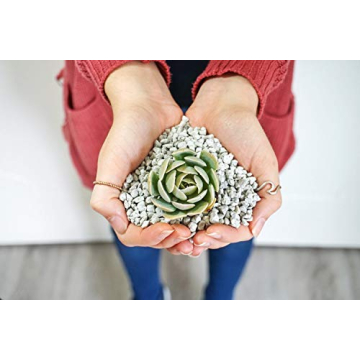 3 Gallon Bag Garden Pumice (3/16" Stone) 12lbs