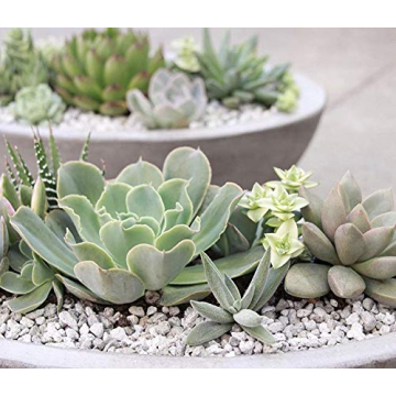 3 Gallon Bag Garden Pumice (3/16" Stone) 12lbs