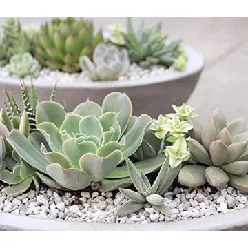 3 Gallon Bag Garden Pumice (3/16" Stone) 12lbs