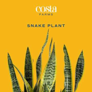 Costa Farms Live Snake Plant, Easy to Grow Houseplant in Indoor Decorative Plant Pot, Grower's Choic...