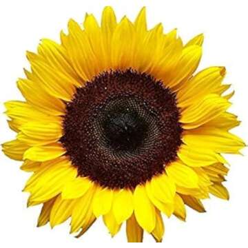 MR3Graphics Magnet Sunflower Magnetic Car Sticker Decal Bumper Magnet Vinyl 5"