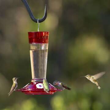 More Birds Bird Health+ Ruby Hummingbird Feeder - 10 oz, 4 Feeders (Glass)