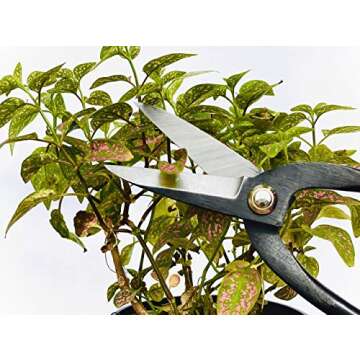 7.3” Bonsai Scissors - High Carbon Steel Precision Shears