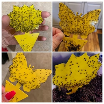 12 Pack Sticky Fruit Fly and Gnat Traps for Plants