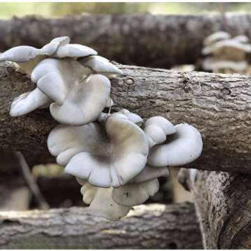 North Spore Organic Blue Oyster Mushroom Plugs 100 ct